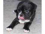 Youmng french bull dog for adoption