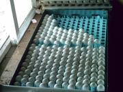 Parrot  and Parrot eggs of all type/kind for sale.
